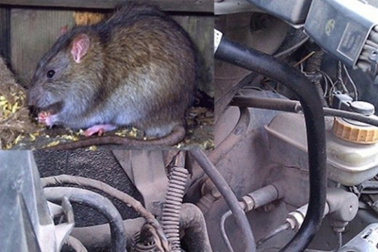 Chuột - Mối đe dọa tiềm ẩn cho "xế cưng" trong mùa đông