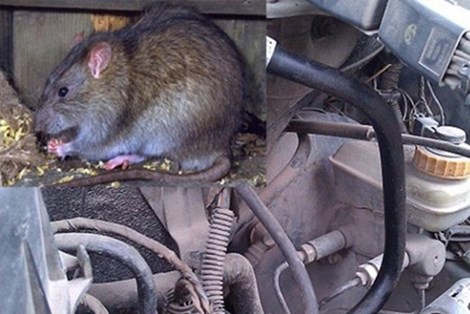 Xử lý chuột làm ổ trong ô tô